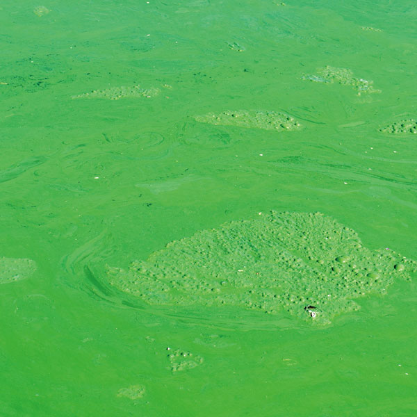 Agentes quelantes e impacto ambiental: una mirada más cercana a EDTA, NTA y STPP