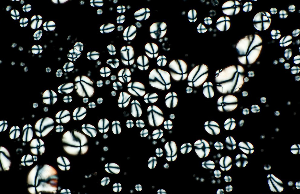 Modificaci&oacute;n del almid&oacute;n de patata